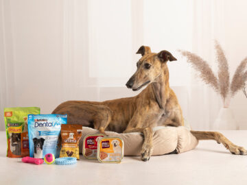 LOT DE NADAL MASCOTA GUAU LMG-2